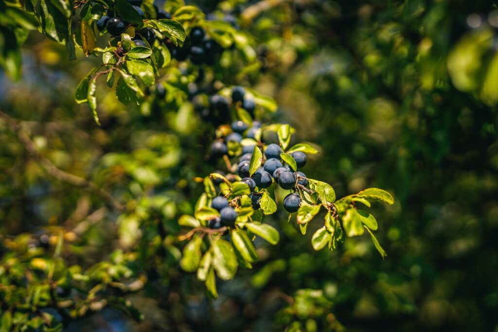 Blackthorn is a small fruit that grows on the blackthorn bush. It is also known as sloe berry or blackthorn berry. 