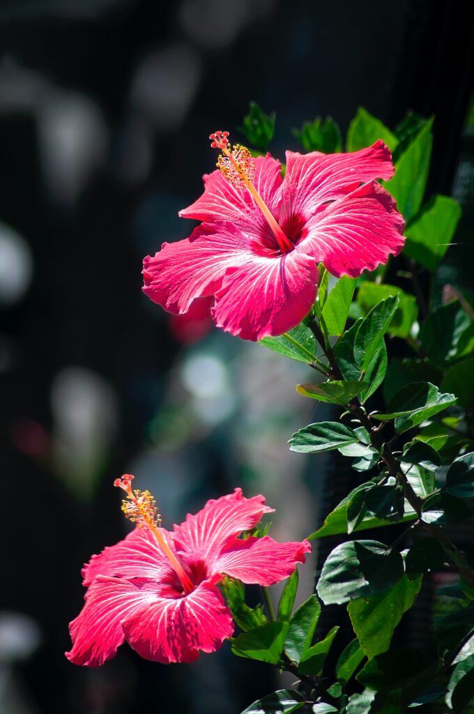 What flavour is pink gin and what makes pink gin pink? The hibiscus flower is one of the many ingredients that can be used. 