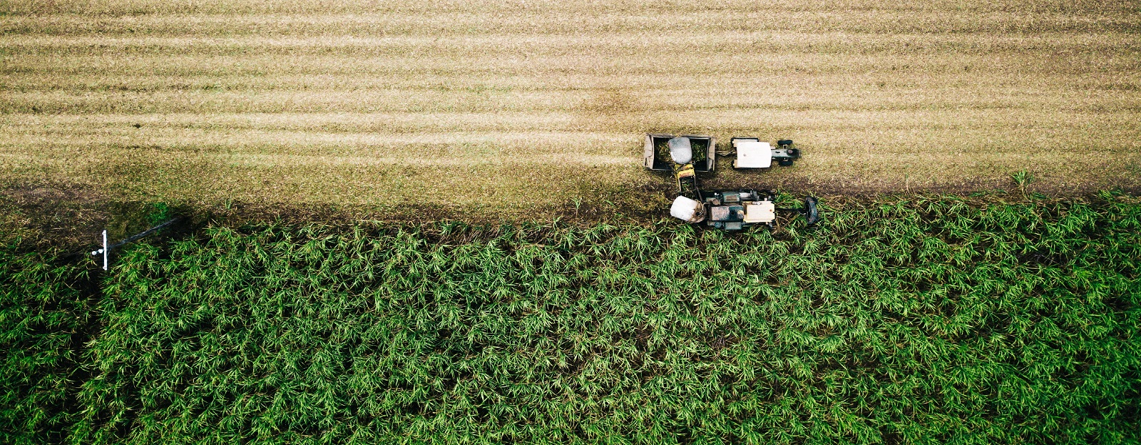 What is Rum Made From? Exploring the Ingredients and Process Behind