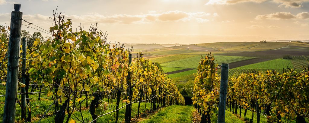 cognac vs. brandy: vineyard