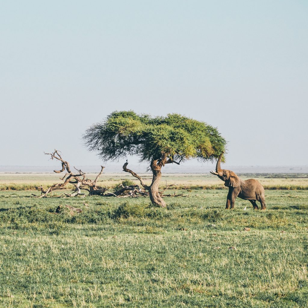 Amarula is a creamy liquor from South Africa. They use the Marula fruit, from the tree called 'elephant tree'. 